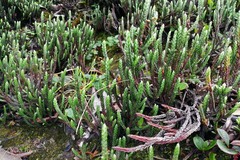 Cassiope fastigiata